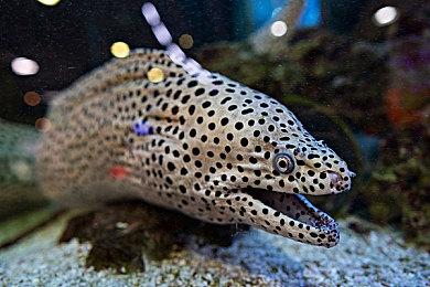 喜加一！《黑道圣徒3：重制版》Epic商城限时免费领取